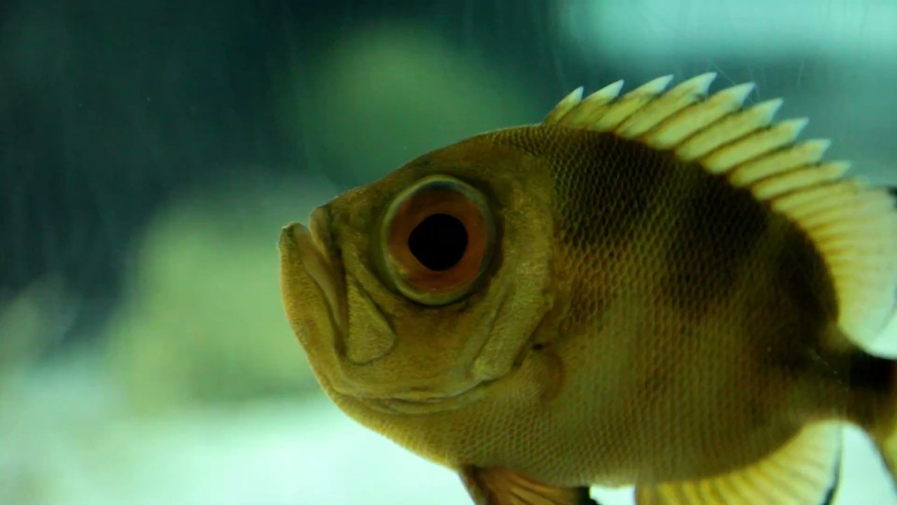 'Ich wusste, das gehört nicht hierhin': Angler zieht er ganz eigenartige Spezies an Land