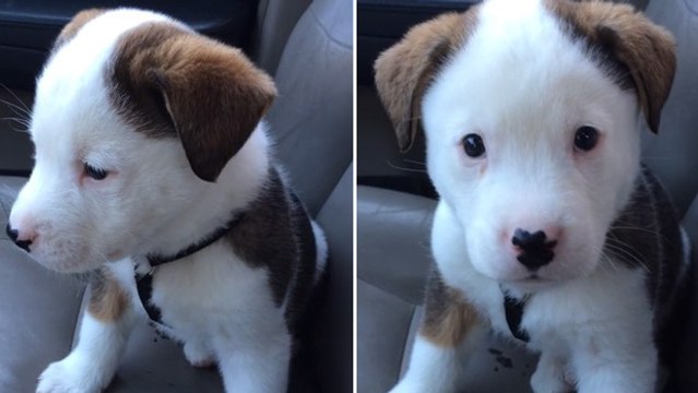 Ce chiot n'aime pas du tout avoir le hoquet