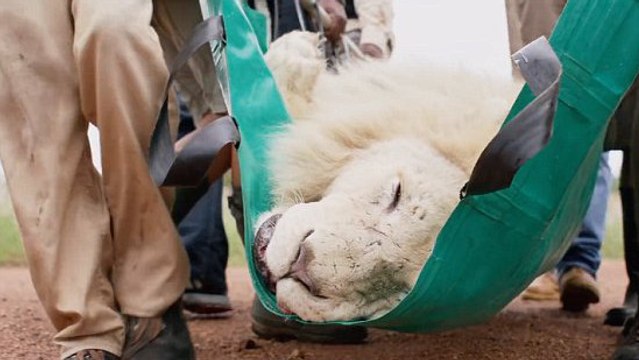 Le sauvetage émouvant d'un lion blanc qui ne pouvait plus mordre