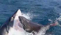 L'incroyable face à face entre 2 grands requins blancs filmé en Australie