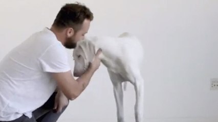 Il sauve son chien et le filme tous les jours pour l'aider à survivre