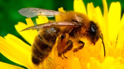 La naissance d'une abeille en timelapse