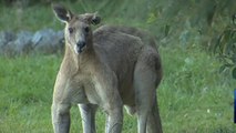Australie : Un kangourou ''bodybuildé'' de 2 mètres effraie les habitants