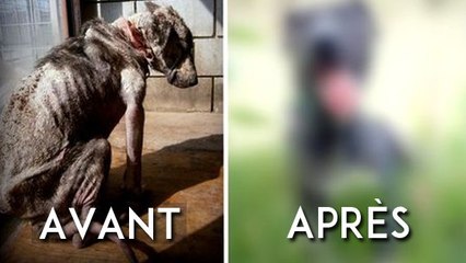 Avant d'être secouru, ce chien a vécu un cauchemar