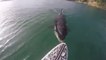 Le face à face effrayant entre un paddle et un orque en pleine mer