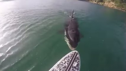 Le face à face effrayant entre un paddle et un orque en pleine mer