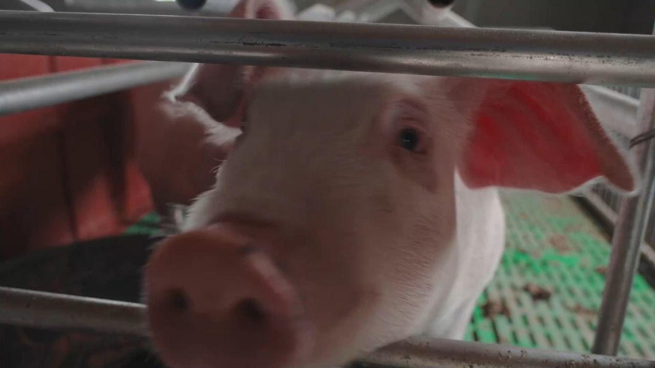 Neue Pandemie aus dem Schweinestall: Jugendlicher erkrankt an Grippevirus A (H1N1)v