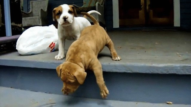 Un chiot apprend à descendre les escaliers