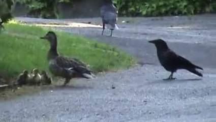 Cette cane protège ses petits d'un corbeau