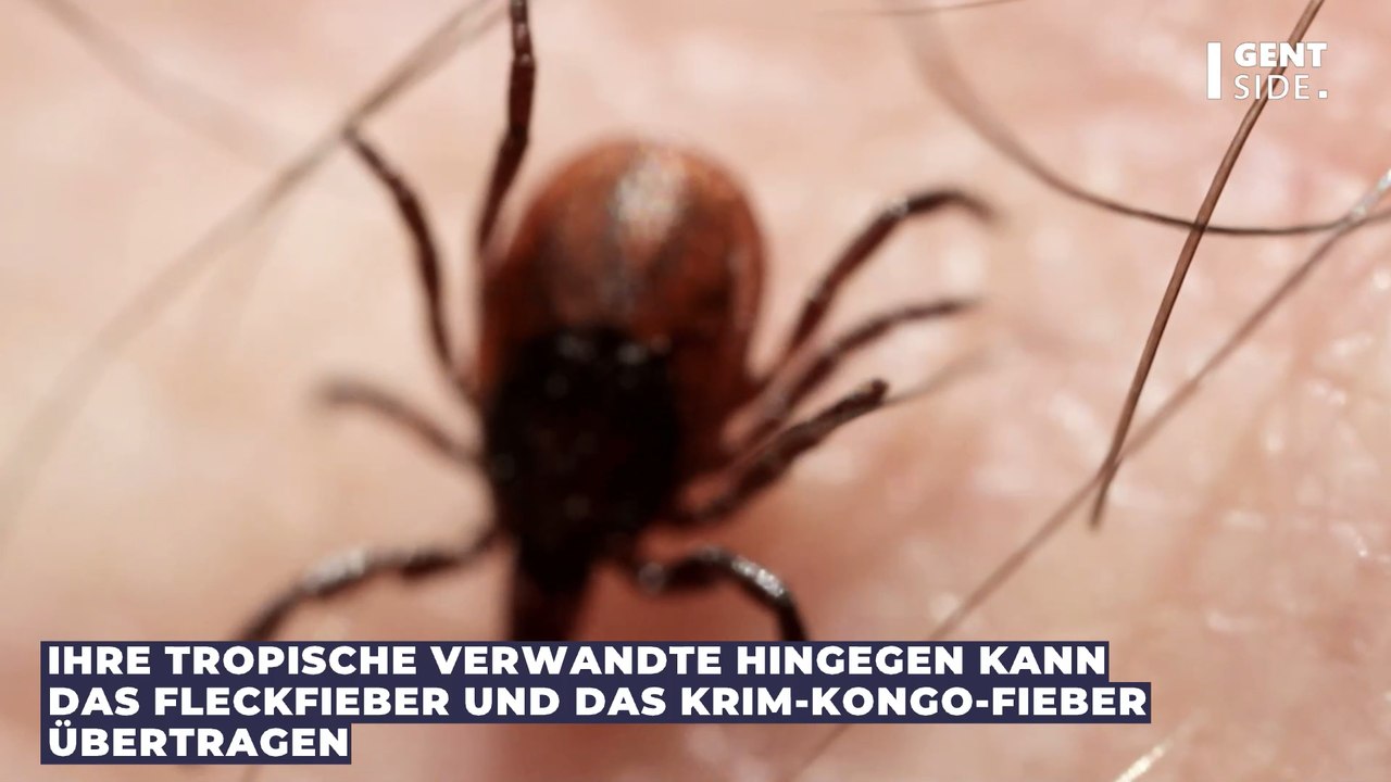 Die tropische Riesenzecke breitet sich aus: Sie überträgt einen tödlichen Virus
