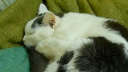 Ce petit chat qui dort a l'air de chanter