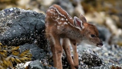Ce petit faon est la plus adorable des créatures
