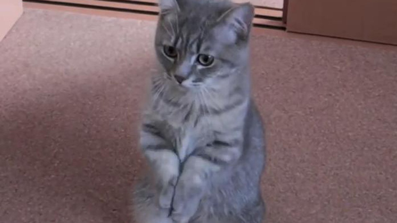 Ce chat sait comment demander à manger