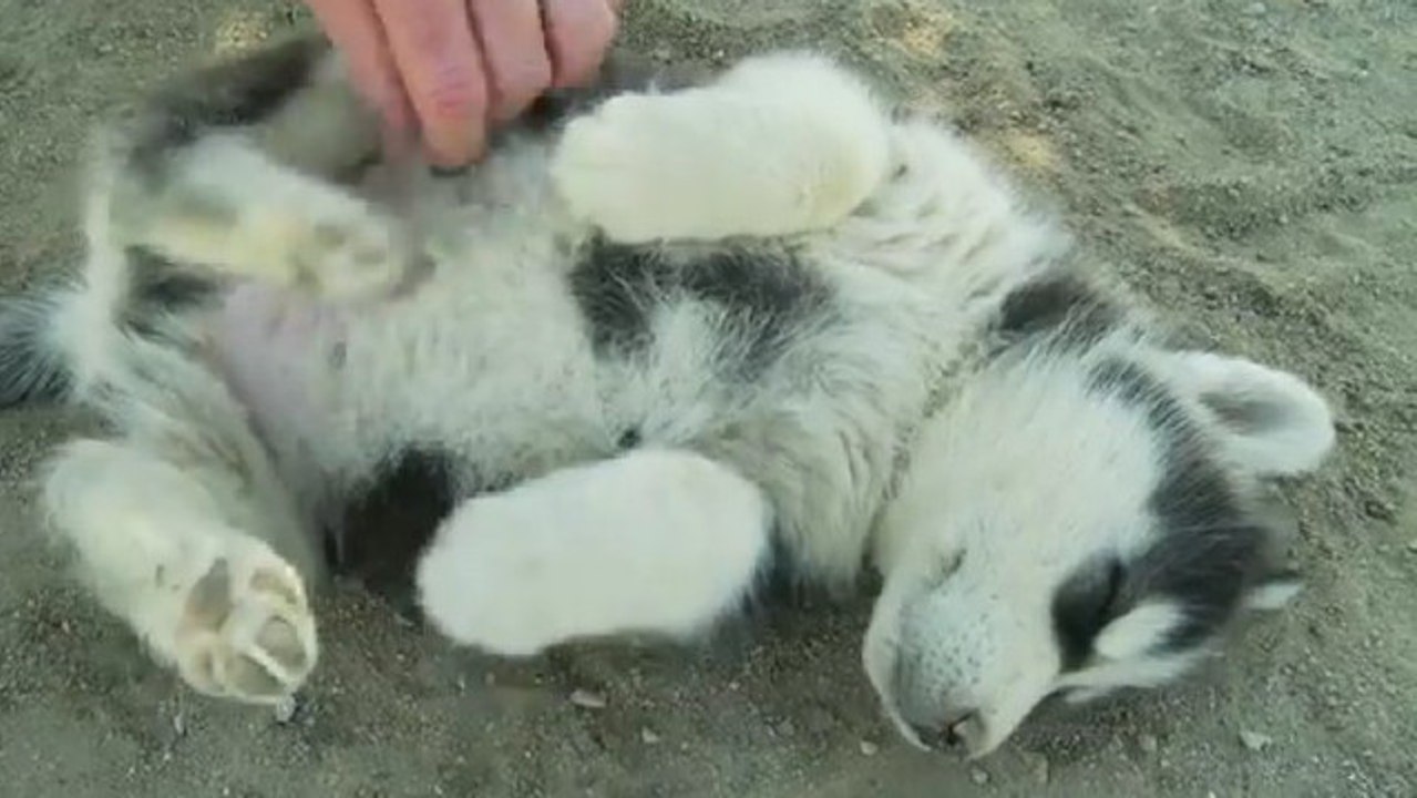 Un chiot qui apprécie beaucoup les caresses sur le ventre