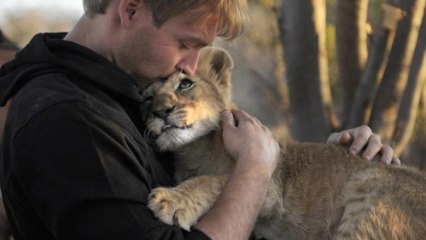 Un lionceau réclame des gros câlins