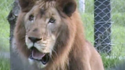 Un lion découvre la liberté après 13 ans de captivité