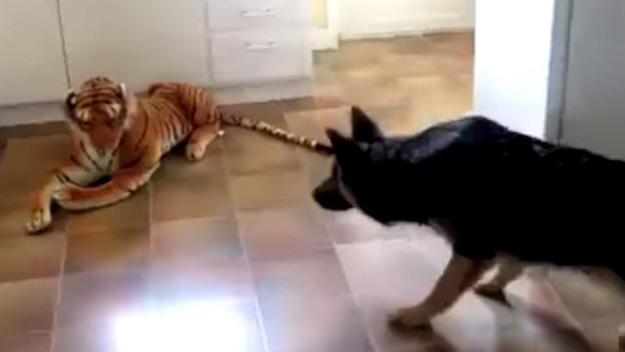 La drôle de réaction d'un chien face à un tigre en peluche