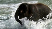 Un petit éléphant découvre la mer pour la première fois