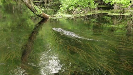Alligator: Dieser Mann fängt das gefährliche Tier mit nichts als einem Mülleimer!