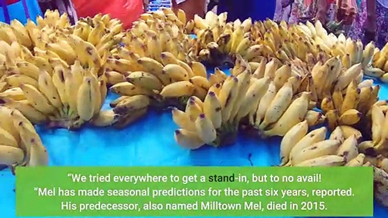 New Jersey’s spring predicting Milltown Mel dies just before Groundhog