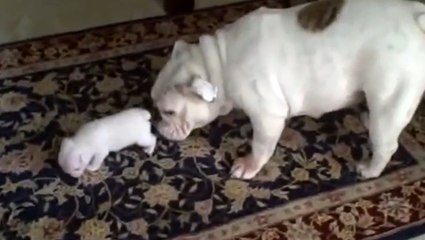 Un chien aide son petit à faire ses premiers pas