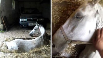 L'incroyable sauvetage d'un cheval coincé dans un trou