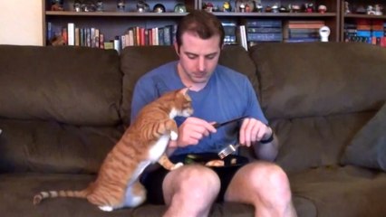 Quand tu veux manger et que ton chat est dans les parages