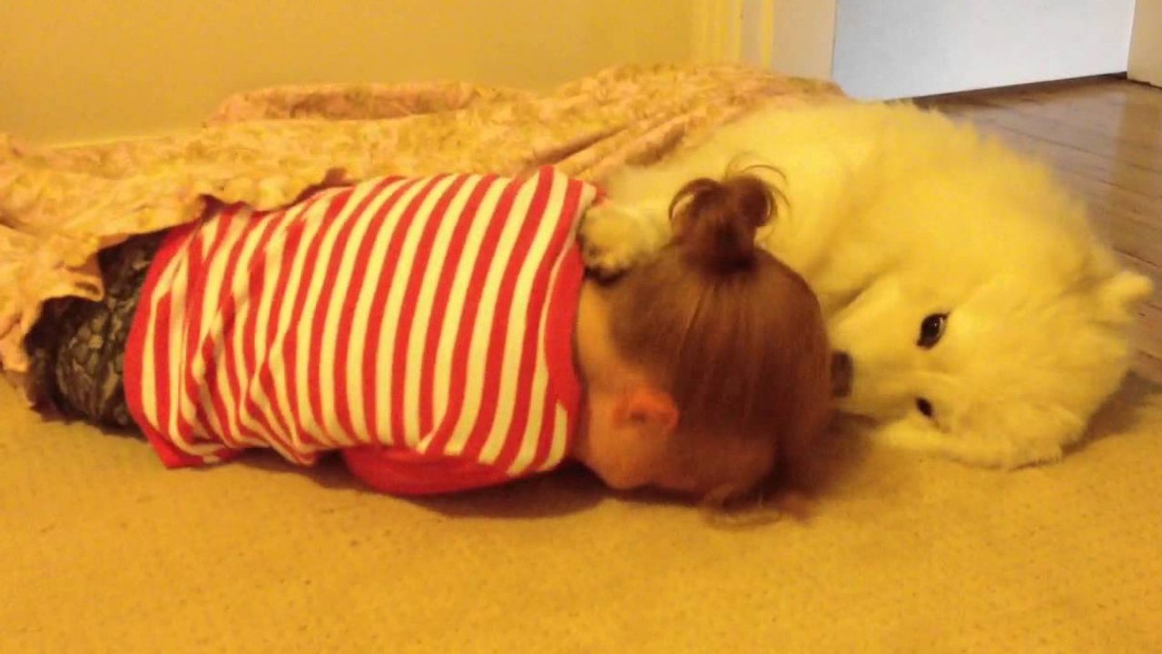 Un chiot samoyède prend soin d'un enfant