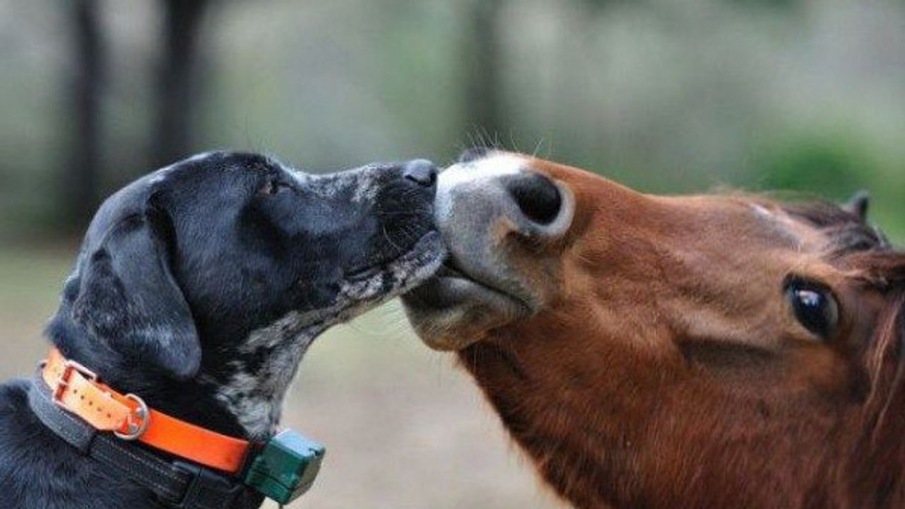 La belle amitié entre un chien et un cheval