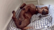 Ce chien qui dort est le plus heureux du monde