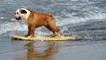 Ces chiens sont complètement fous de surf