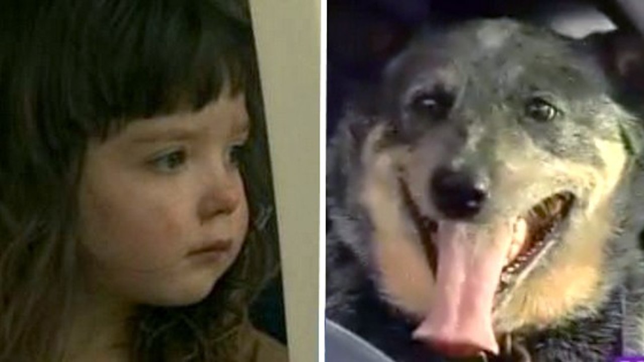 Un chien sauve une petite fille perdue dans les bois