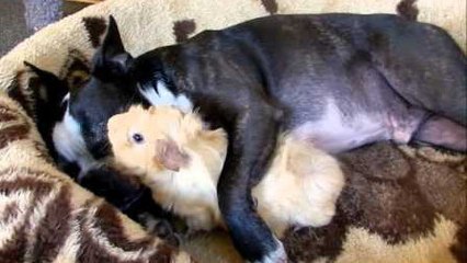 Une belle amitié entre un chien et un cochon d'inde