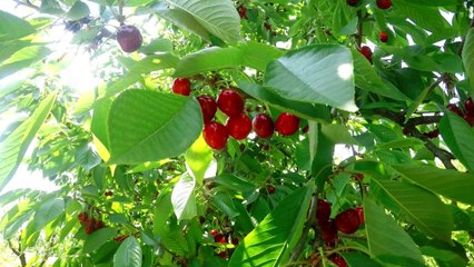 Cherry Picking: AfD macht bewusst falsche Aussagen, wenn es um "Corona-Impftote" geht