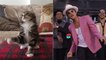Uptown cat : le remix d'Uptown Funk qui fait danser les chats !