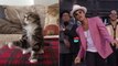 Uptown cat : le remix d'Uptown Funk qui fait danser les chats !