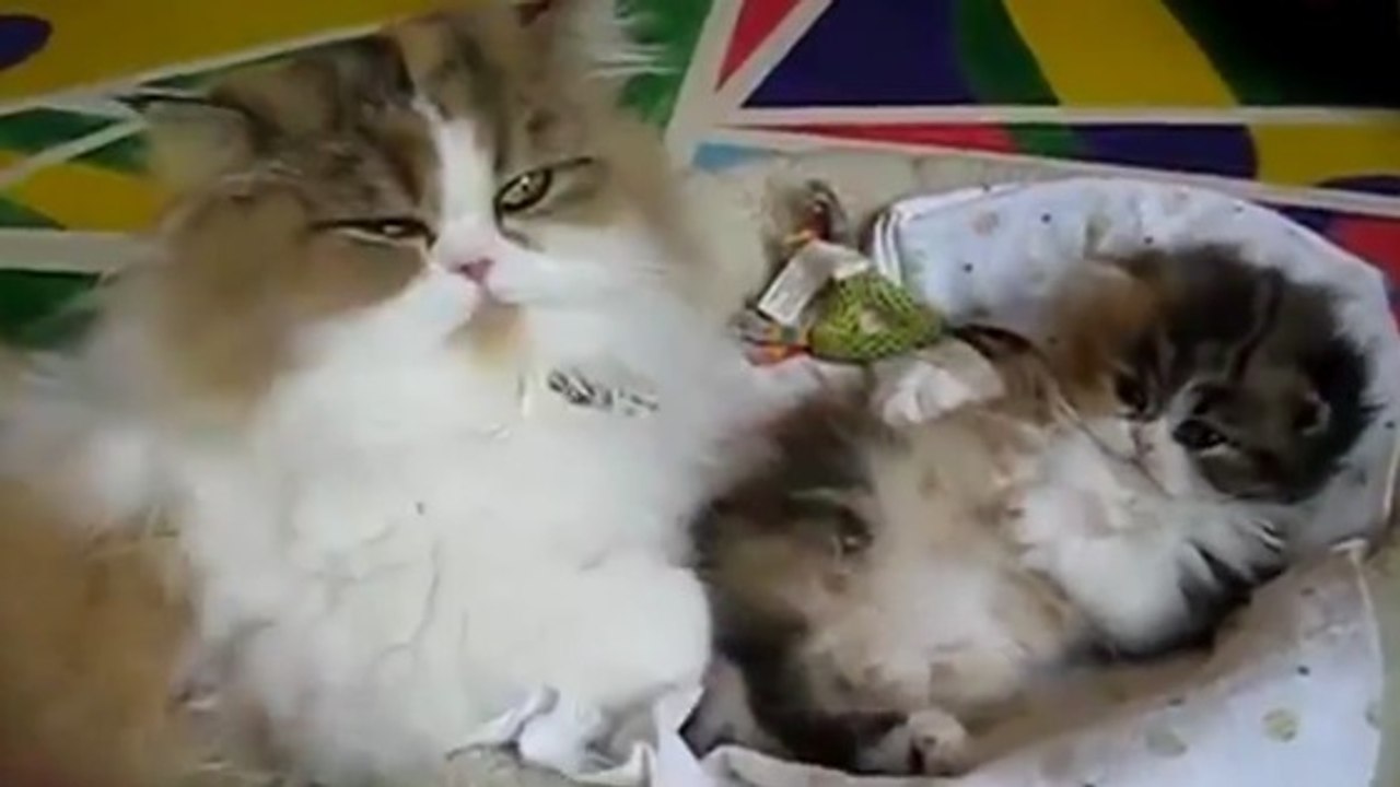 Un bébé persan joue à côté de sa maman