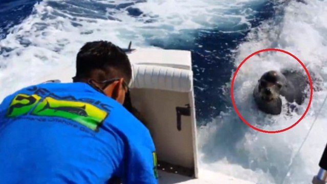 Un drôle d'invité vient dire bonjour sur un bateau