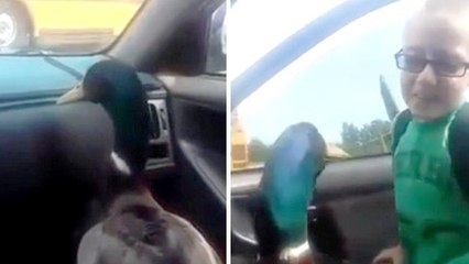 La réaction adorable d'un canard quand il voit son humain