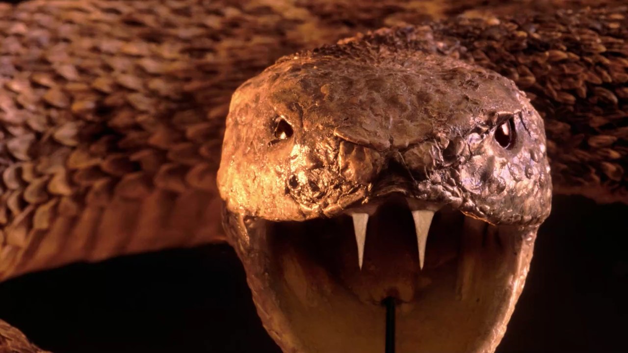 Sandrasselotter: eine der tödlichsten Schlangen der Welt in England gefunden