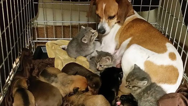 Un chien prend soin de petits chatons abandonnés