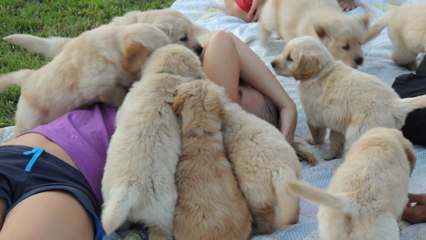 L'attaque de chiots la plus mignonne du monde