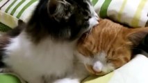 Deux chats se font des câlins
