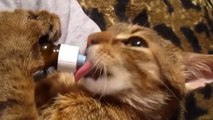 Ce petit chat adore boire du lait au biberon