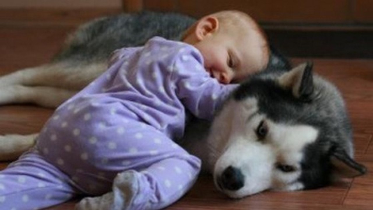 Ce bébé et ce husky ont une relation magnifique