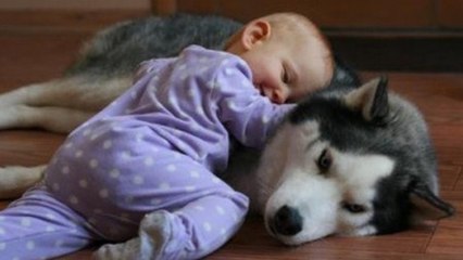 Ce bébé et ce husky ont une relation magnifique