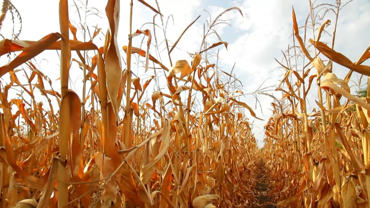 Welthunger besiegen: Direktor des Welternährungsprogramms fordert 6 Milliarden Dollar von Bezos und Musk