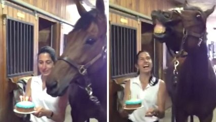 Ce cheval est très fier de souffler ses bougies d'anniversaire