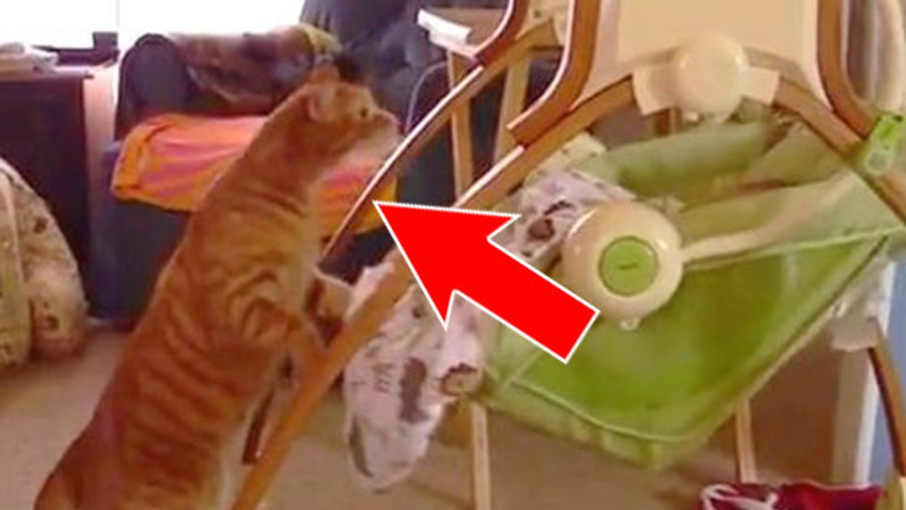 Ce chat adore bercer le bébé