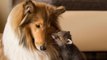 Une chienne adopte des bébés renards